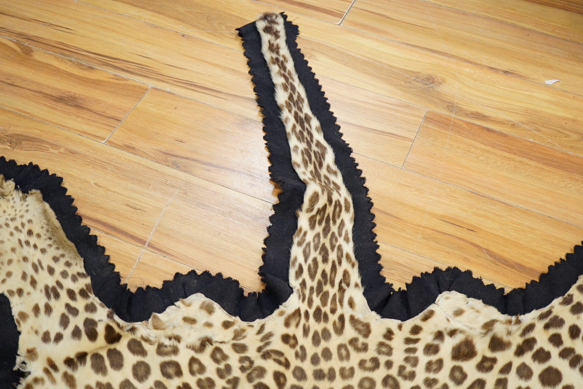 Van Ingham of Mysore. A leopard skin rug